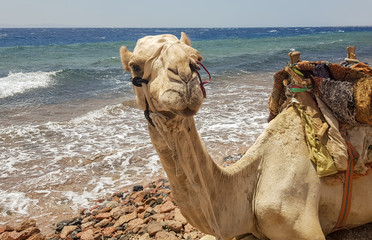 Camels on the beach by the Red Sea. Dahab, Sinai, Egypt. Egyptian camels on the background of the sea. Travel concept. Banner. Camels rest on the shore of the bay in front of a tourist safari.