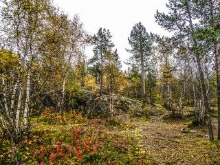 Autumn forest on the Kola Peninsula of Russia in early autumn on a cloudy day.