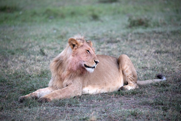 Fototapeta na wymiar A Male Lion with blood on his mane.