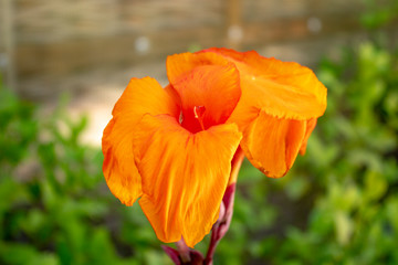Large orange flower with delicate petals and stamens