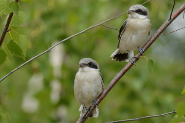 blue tit on a branch