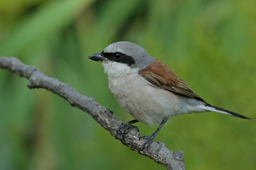 bird on a branch