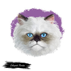 Colorpoint Persian cat isolated on white background card. Digital art illustration of hand drawn domestic pet for web. Head of kitten with dense and fluffy ashy grey shade of coat, purple eyes © dneprstock
