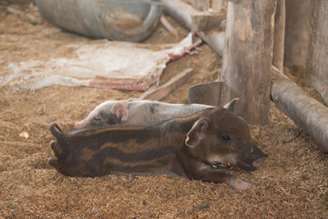 Many piglets are eating and lying on the farm of the farmers.