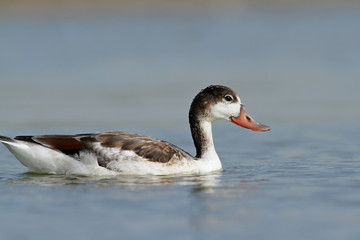 goose in water