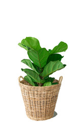 Naklejka premium Fiddle leaf fig tree on Wicker basket on white background.