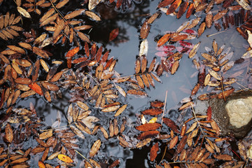 red and yellow autumn leaves in the water