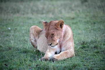 Fototapeta na wymiar A male lions sitting down - Kenya