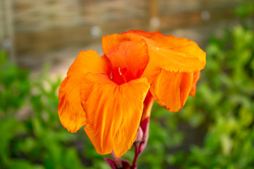 Orange iris flower with delicate petals in the sun.
