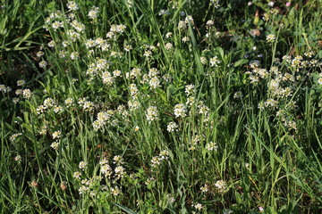 Fototapeta premium spring plants and flowers