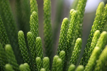 spring plants and flowers