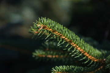 fresh pinetree branch