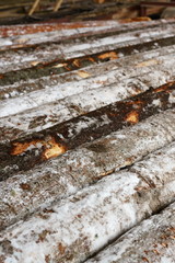 Snow-covered logs lie in row on sawmill