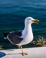 seagull on the beach