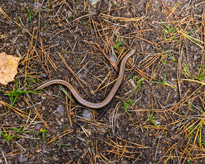 Slow-worm.