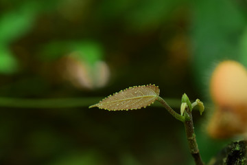 Green tree Is a plant that Born and raised on edible