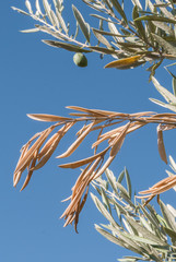 Olive trees infected by the dreaded bacteria called Xylella fastidiosa, is known in Europe as the ebola of the olive tree, Jaen, Andalucia, Spain