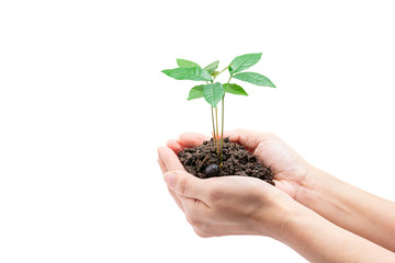 Plant in hands, Isolated on white background with clipping path. The concept of ecology, environmental protection, nature, and care.