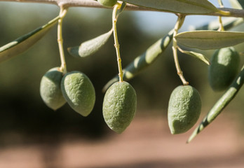 Olive trees infected by the dreaded bacteria called Xylella fastidiosa, is known in Europe as the...