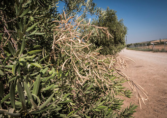 Olive trees infected by the dreaded bacteria called Xylella fastidiosa, is known in Europe as the ebola of the olive tree, Jaen, Andalucia, Spain
