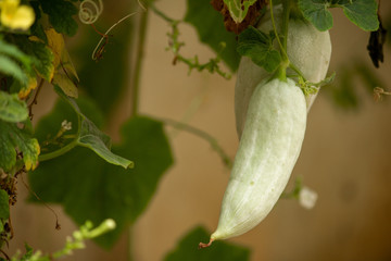 View of Snake Gourds in a trellis system