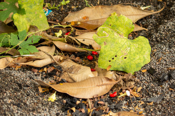 View of the dried leaves below a trellis system of plantation in home garden