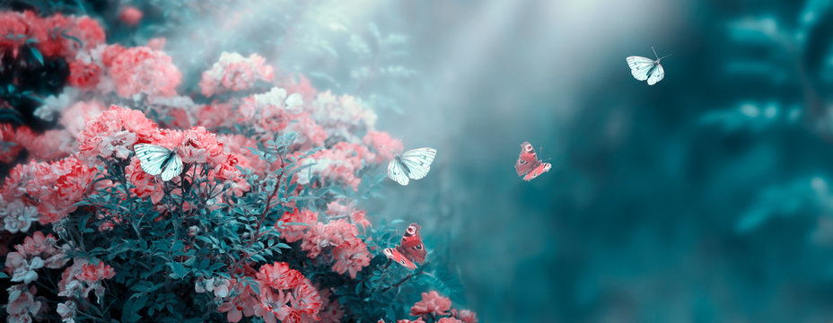 Mysterious Fairytale Spring Or Summer Fantasy Floral Banner With Rose Flowers Garden, Flying Peacock Eye And Blue Butterflies On Blurred Beautiful Background Toned In Soft Pastel Colors And Sun Rays