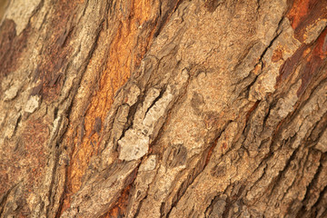 Close up of texture of Tree bark in the forest in natural sunlight
