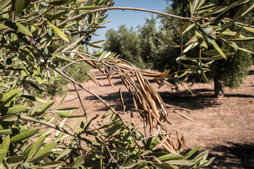 Olive trees infected by the dreaded bacteria called Xylella fastidiosa, is known in Europe as the ebola of the olive tree, Jaen, Andalucia, Spain