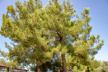 Fluffy green larch tree decorated with numerous cones.