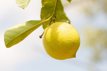 close up of a organic lemon on a lemon tree