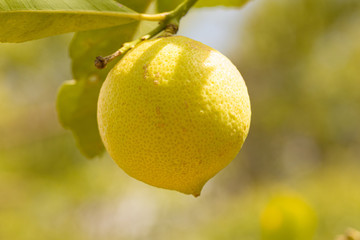 close up of a single organic lemon on a lemon tree