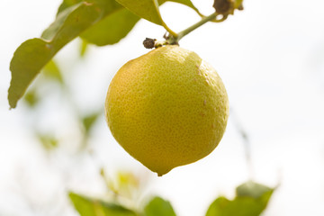 close up of a organic lemon on a lemon tree