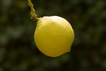 close up of a organic lemon on a lemon tree in front of a dark background