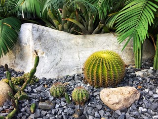 cactuses in the garden with stone
