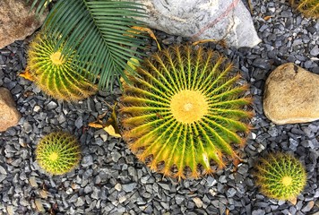 cactuses in the garden