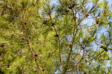 green larch branches with brown cones