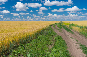 Ukrainian rural landscape with ripe wheat fields and earth road at summer season