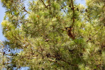 green larch branches with brown cones in late summer
