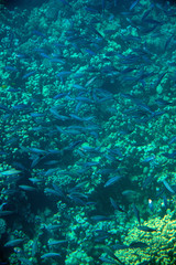 Fototapeta na wymiar Flock of small blue longitudinal striped fishes in red sea