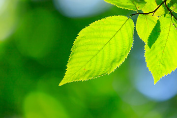 Obraz na płótnie Canvas green leaves of a tree