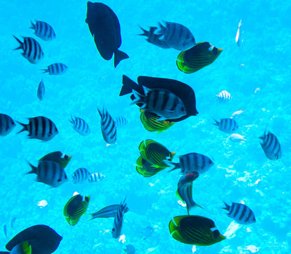 Flock of tropical fishes in clean water of red sea