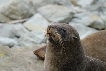 Naklejka premium New Zealand fur seal near Kaikoura, New Zealand