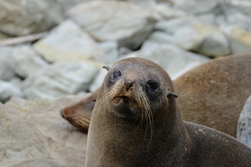 New Zealand fur seal near Kaikoura, New Zealand