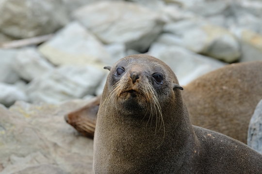New Zealand fur seal near Kaikoura, New Zealand