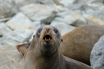 New Zealand fur seal near Kaikoura, New Zealand
