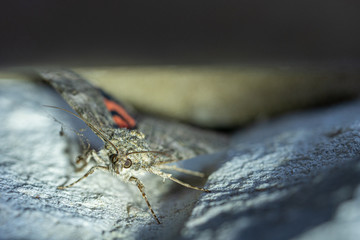 a sponge moth with grey patterned wings hangs on a house wall