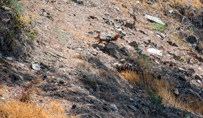 Ardilla en el Monte de Gibralfaro / Squirrel on Mount Gibralfaro. Málaga