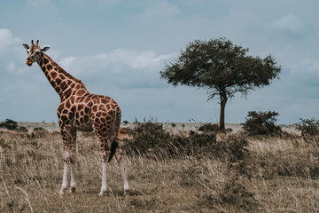 Giraffe, Uganda