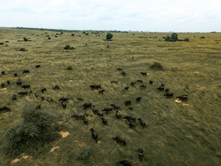 Buffalos, Uganda